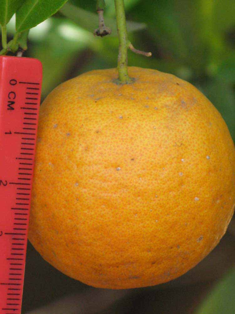            Fruit (Riverside, CA)   